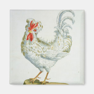 Imã Galo novo Encaracolado-De cabelo, c.1767-76 (en