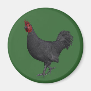 Imã Galo Preto