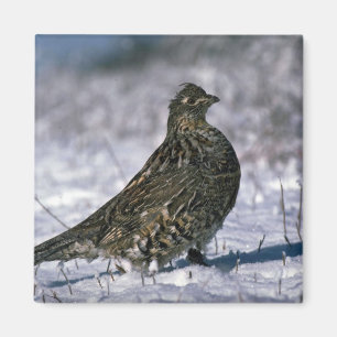 Imã Galo silvestre de Ruffed que está na terra nevado