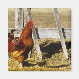 Imã Galo Vermelho de Rhode Island