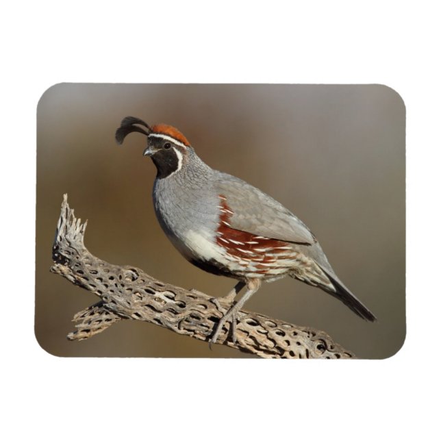 Ímã Gambel's Quail (Horizontal)