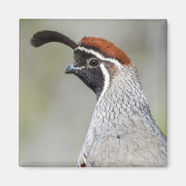 Imã Gambel's Quail Magnet (Frente)