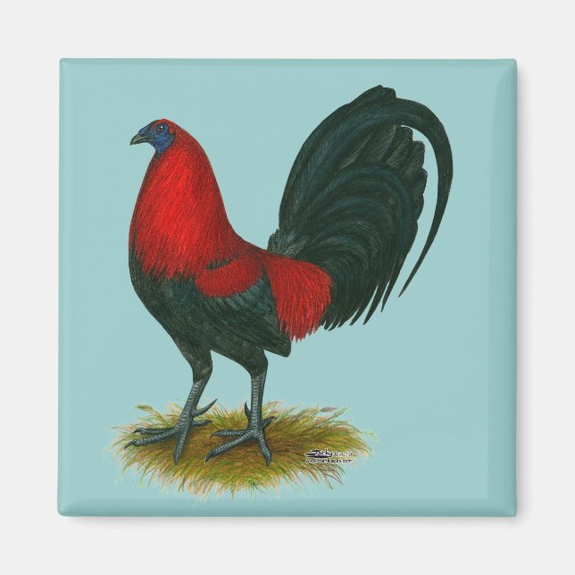 Imã Gamecock Americano: Vermelho Marrom (Frente)