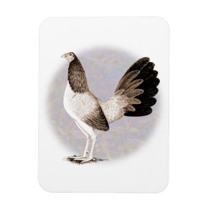Ímã Gamecock: Hennie