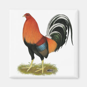 Imã Gamecock Wheaten Rooster
