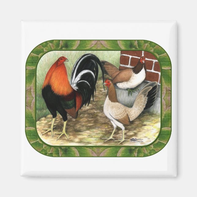 Imã Gamefowl na Fazenda (Frente)
