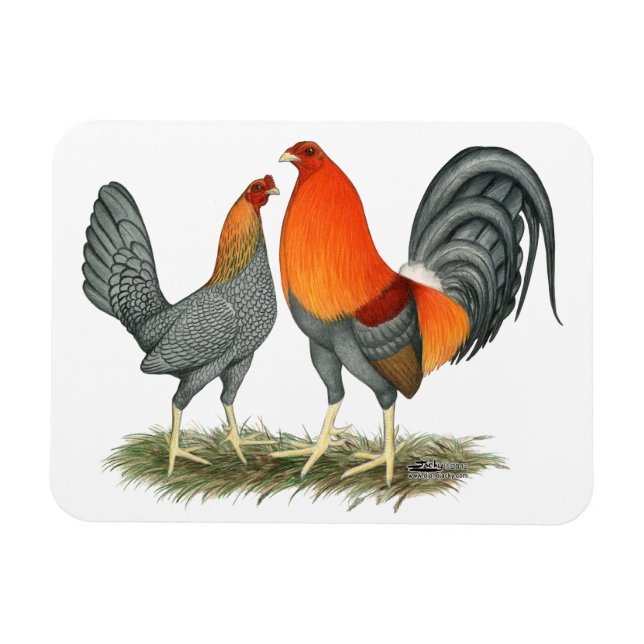 Ímã Gamefowl vermelho azul (Horizontal)