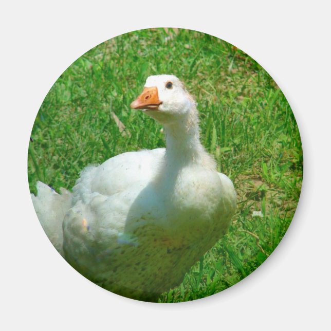 Imã Gander (Frente)