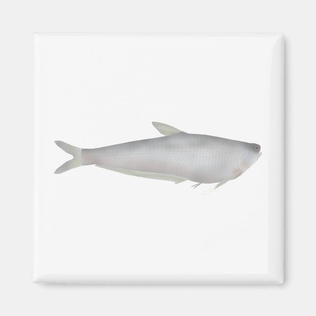 Imã Gangetic Hairfin Anchovy  (Frente)