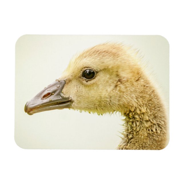 Ímã Ganso canadense (Gosling) (Horizontal)