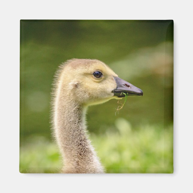 Imã Ganso canadense (Gosling) (Frente)
