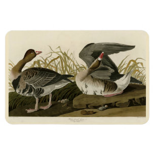 Ímã Ganso de frente branca das aves de Audubon da Amér