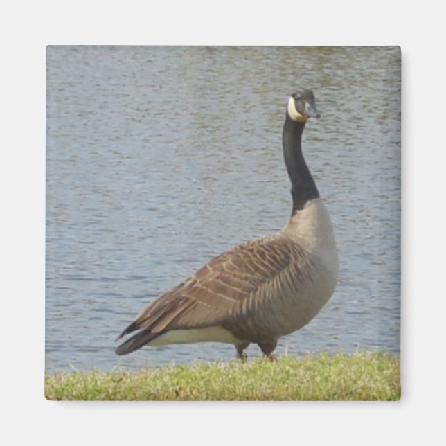 Imã Ganso por Lança Magnet (Frente)