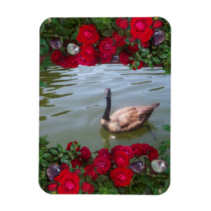 Ímã Ganso sereno da lagoa cor-de-rosa selvagem