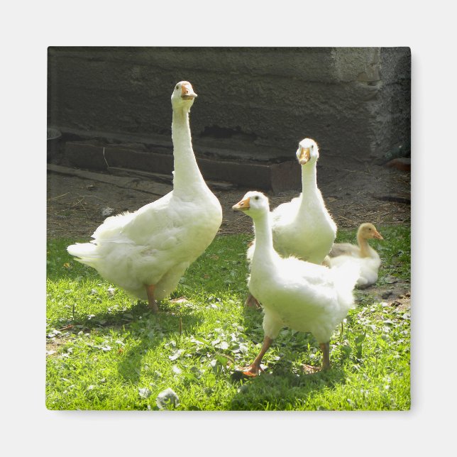 Imã Ganso Ucraniano (Frente)