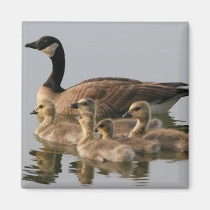 Imã Gansos canadenses do ganso e dos ganso