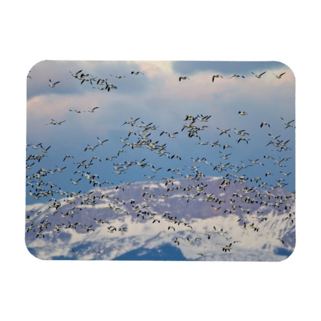 Ímã Gansos da neve durante a migração de primavera (Horizontal)