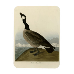 Ímã Gansos de Cackling das Aves da América de Audubon