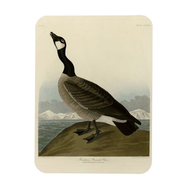 Ímã Gansos de Cackling das Aves da América de Audubon (Vertical)