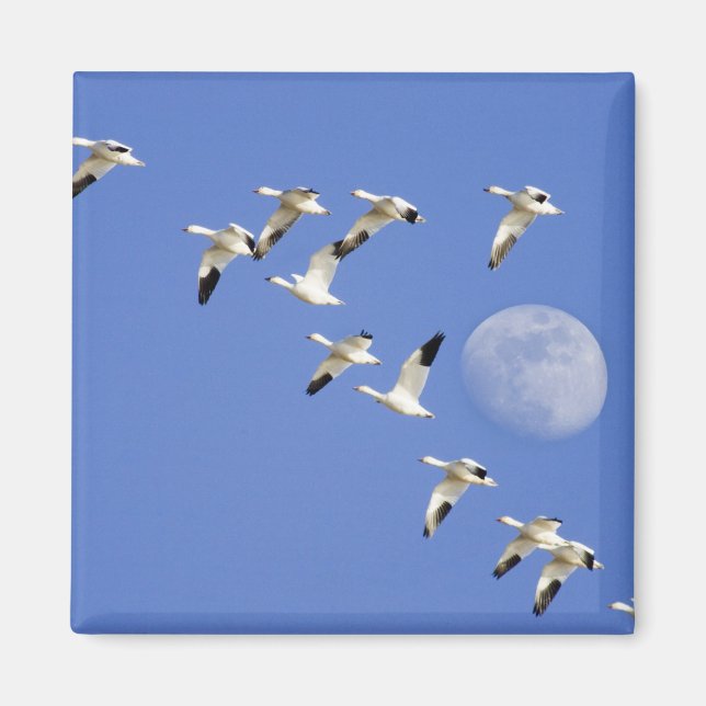 Imã Gansos de neve tomam voo no Lago Freezeout NWR (Frente)