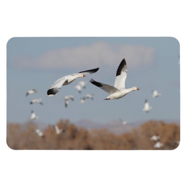 Ímã Gansos no Céu Bosque (Horizontal)