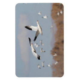 Ímã Gansos no Céu Bosque