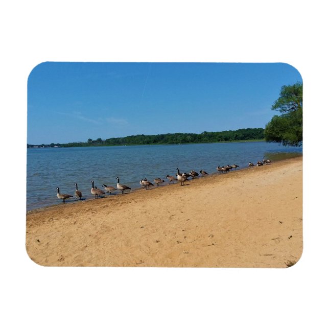 Ímã Gansos no Lago Silver, Wisconsin (Horizontal)