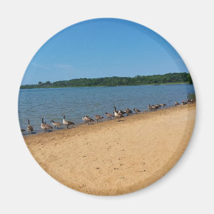 Imã Gansos no Silver Lake, Wisconsin