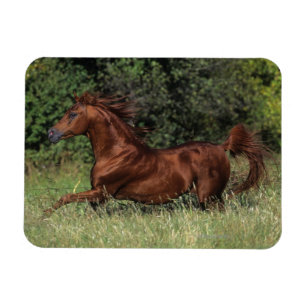 Ímã Garanhão árabe que funciona na grama