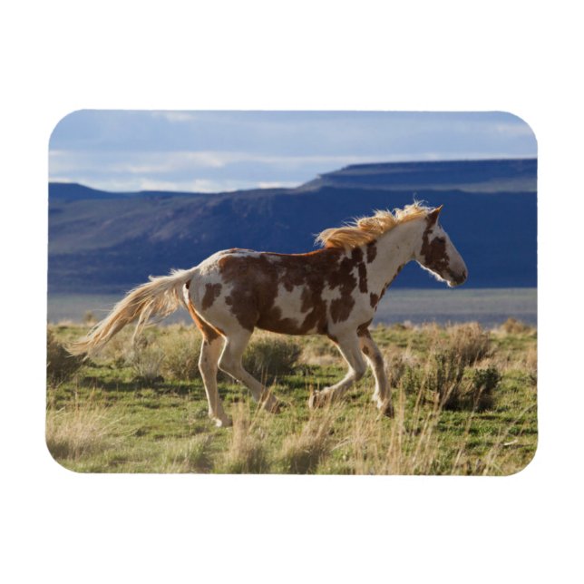 Ímã Garanhão Correndo, Montanhas Steens, Oregon (Horizontal)