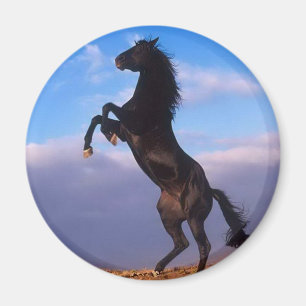 Imã Garanhão preto selvagem que eleva o cavalo