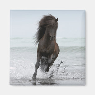 Imã Garanhão que funciona no Atlântico Norte da prai