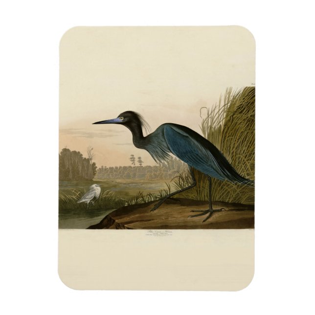 Ímã Garça Azul Audubon Pintura (Vertical)