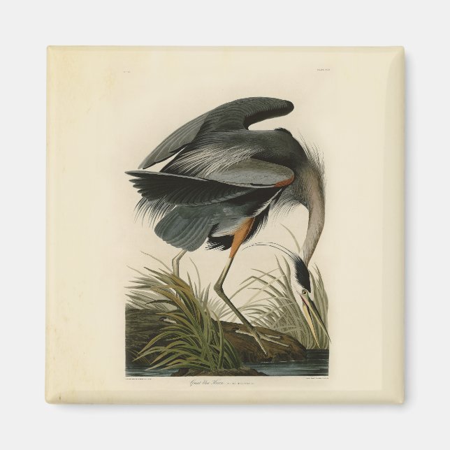 Imã Garça-azul-grande de Audubon Marsh Bird (Frente)