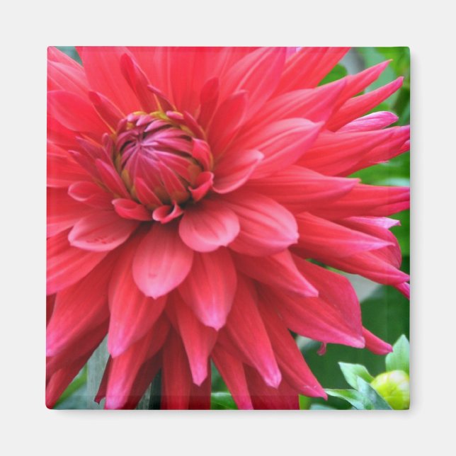 Imã Garden Star Dahlia Magnet (Frente)