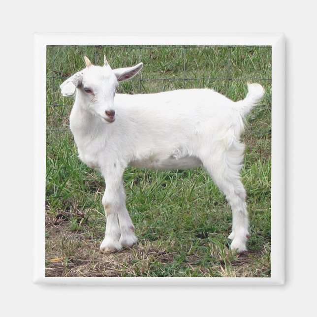 Imã "garoto" Magnet (Frente)