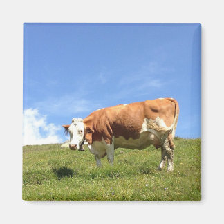 Imã Gästehaus olhar de distante - íman de vaca