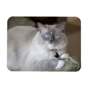 Ímã Gata Ragdoll fêmea