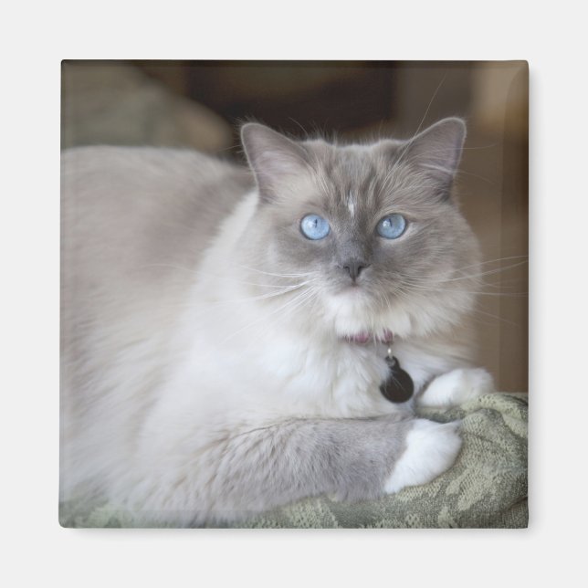 Imã Gata Ragdoll Fêmea (Frente)