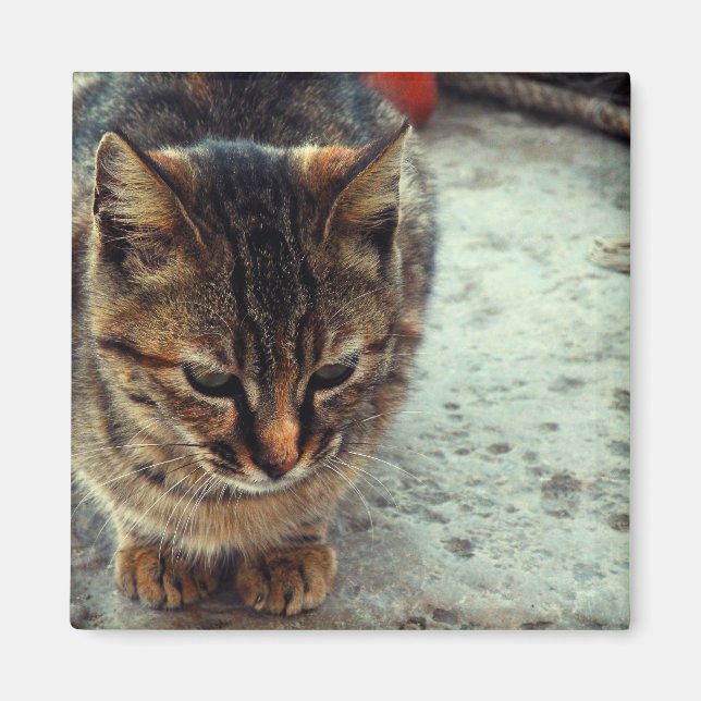 Imã Gatinha (Frente)