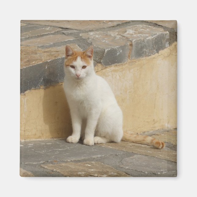 Imã Gatinho (Frente)