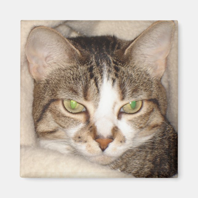 Imã Gatinho.2010 (Frente)