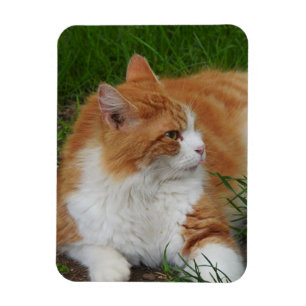 Ímã Gatinho alaranjado e branco bonito que cola para