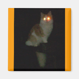 Imã gatinho assustador