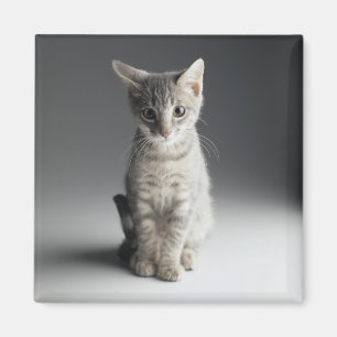 Imã Gatinho azul do gato malhado