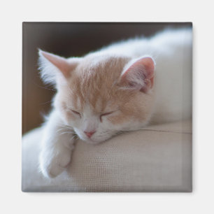 Imã Gatinho bege e branco cansado