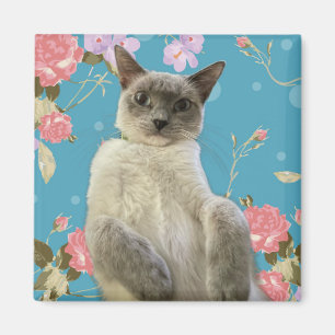 Imã Gatinho bonito