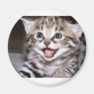 Imã Gatinho bonito