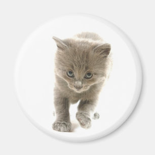 Imã gatinho bonito