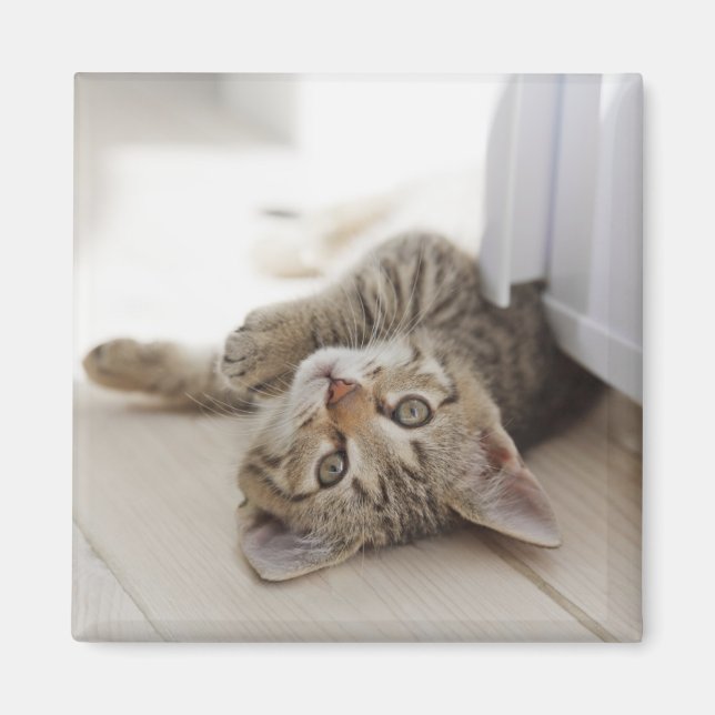 Imã Gatinho Bonito (Frente)